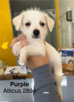 Rescue Chihuahua and Terrier Dogs for Adoption in Los Angeles, California - ATTICUS #2894 | PetCurious