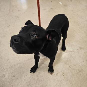Astro -  Mixed Breed Dog for Adoption in Lake Panasoffkee, Florida - Astro | PetCurious