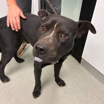 Myers -  Shar Pei and Terrier Dog for Adoption in Abilene, Texas - Myers | PetCurious