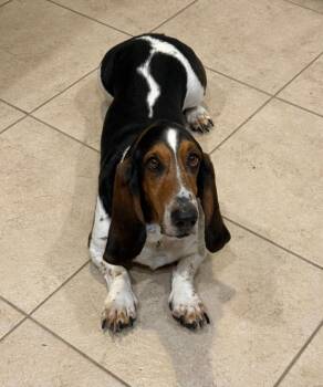 Basset Hound Dogs Available for Adoption in Auburndale, Florida - Wilbur | PetCurious