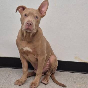 Hugo 26-06-029 -  Pit Bull Terrier Dog for Adoption in Bastrop, Texas - Hugo 26-06-029 | PetCurious
