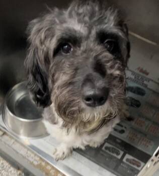 Tulip -  Poodle Dog for Adoption in Parma, Ohio - Tulip | PetCurious