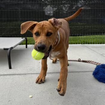 Howler -  Pit Bull Terrier and Mixed Breed Dog for Adoption in Hawthorne, California - Howler | PetCurious