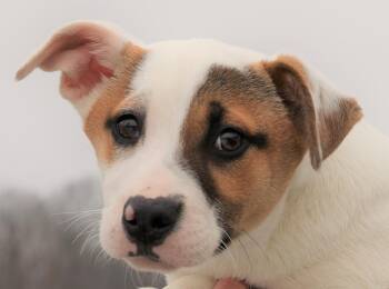 Collie and Husky Dogs Available for Adoption - Irwin-Available! Www.lhar.dog To Apply!  | PetCurious