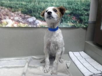 A552203 -  Australian Cattle Dog Blue Heeler and Mixed Breed Dog for Adoption in Moreno Valley, California - A552203 | PetCurious