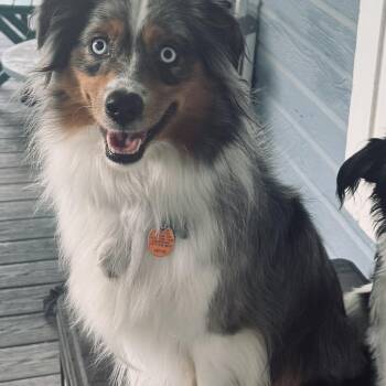 Ellie Mae -  Australian Shepherd Dog for Adoption - Ellie Mae | PetCurious