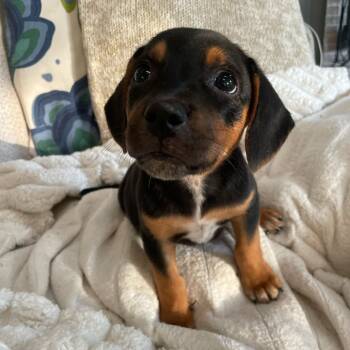 Miso -  Beagle and Saint Bernard Dog for Adoption in Rock Hill, South Carolina - Miso | PetCurious