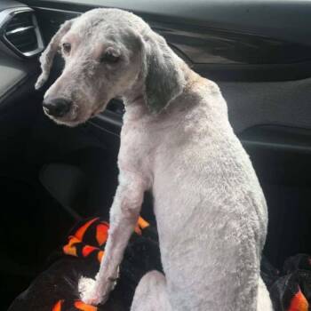 Telly -  Poodle and Mixed Breed Dog for Adoption in Olathe, Kansas - Telly | PetCurious