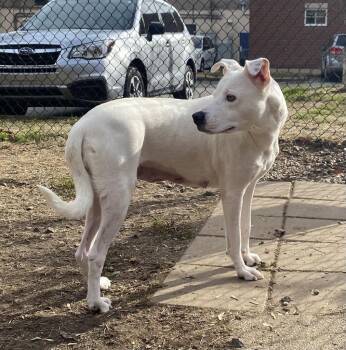 Geraldine -  Labrador Retriever and Shepherd Dog for Adoption in Little Rock, Arkansas - Geraldine | PetCurious