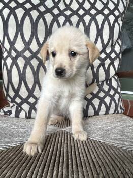 SADIE -  Great Pyrenees and Labrador Retriever Dog for Adoption in Fosters, Alabama - SADIE | PetCurious