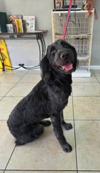 Labradoodle Dogs Available for Adoption - Ruby | PetCurious
