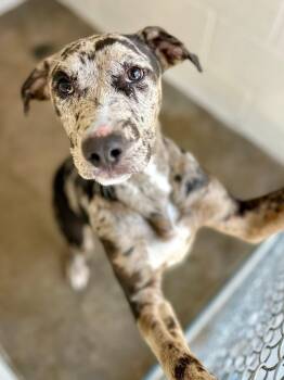 Catahoula Leopard Dog Dogs Available for Adoption in Tom Bean, Texas - Clever | PetCurious