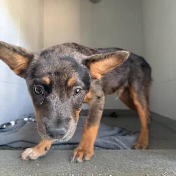Brett -  Australian Cattle Dog Blue Heeler Dog for Adoption in Des Moines, Iowa - Brett | PetCurious