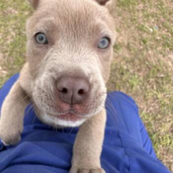 Shepherd and Pit Bull Terrier Dogs Available for Adoption - Scrappy Doo | PetCurious