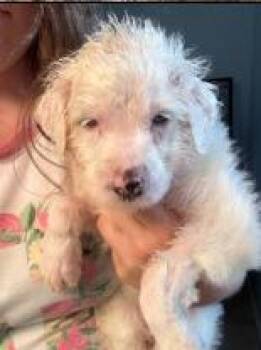 Casper -  Australian Shepherd and Terrier Dog for Adoption - Casper | PetCurious