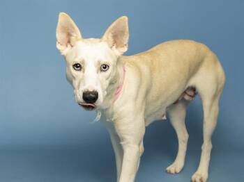 Australian Kelpie and Mixed Breed Dogs Available for Adoption - CANDY | PetCurious