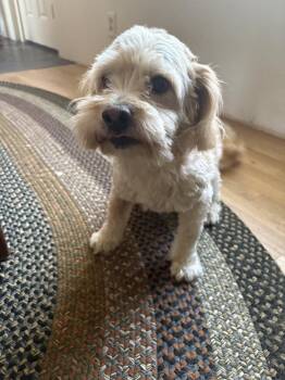 Finch fka Flannel -  Poodle Dog for Adoption in Sedalia, Colorado - Finch Fka Flannel | PetCurious