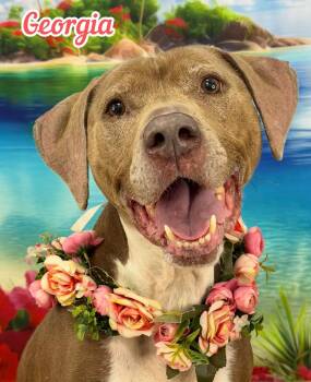 Georgia -  Mixed Breed Dog for Adoption in Flint, Michigan - Georgia | PetCurious