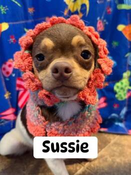 Mixed Breed Dogs Available for Adoption in Dunmore, Pennsylvania - Sussie | PetCurious