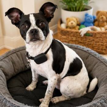 Aryn D11805 -  Chihuahua and Pug Dog for Adoption - Aryn D11805 | PetCurious