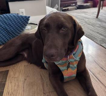 Labrador Retriever Dogs Available for Adoption in Concord, California - Winnie | PetCurious
