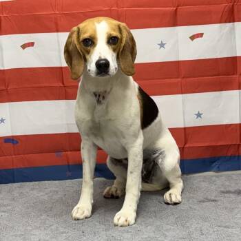 Lady -  Beagle Dog for Adoption in Urbana, Ohio - Lady | PetCurious