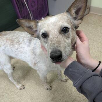 Cattle Dog Dogs Available for Adoption - Hennessy | PetCurious