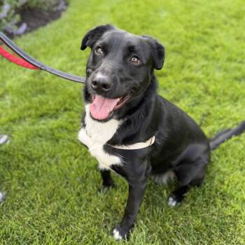 Ellie -  German Shepherd Dog and Cattle Dog Dog Available for Adoption in Chatham, New Jersey - Ellie | PetCurious