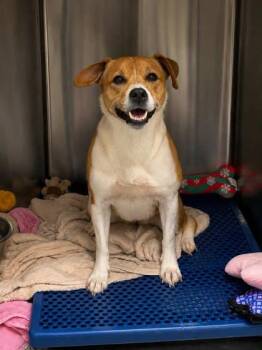 Dora -  Parson Russell Terrier and Mixed Breed Dog for Adoption in Bowling Green, Kentucky - Dora | PetCurious