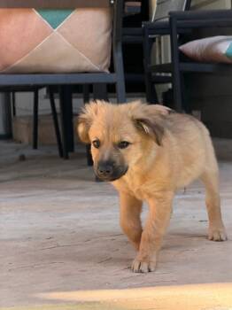 Bum Bum Ghigno -  Terrier and Australian Shepherd Dog for Adoption in Fort Lupton, Colorado - Bum Bum Ghigno | PetCurious