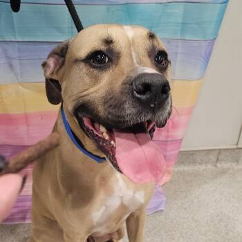 Black Mouth Cur and Boxer Dogs Available for Adoption in Tampa, Florida - Curry | PetCurious