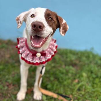 Parson Russell Terrier and Border Collie Dogs Available for Adoption - Rainbow River | PetCurious