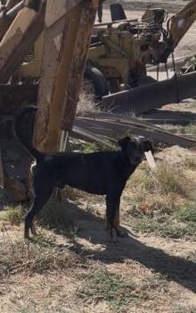 Enzo -  Doberman Pinscher and Mixed Breed Dog for Adoption in Fresno, California - Enzo | PetCurious