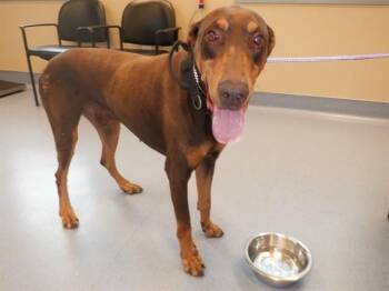 ALEX -  Doberman Pinscher Dog for Adoption in San Jose, California - ALEX | PetCurious