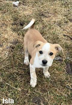 Mixed Breed Dogs Available for Adoption - Isla | PetCurious