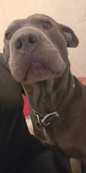 Bruno -  Pit Bull Terrier Dog for Adoption in Pahrump, Nevada - Bruno | PetCurious