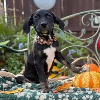 Duke -  Labrador Retriever Dog for Adoption in Fairfield, Connecticut - Duke | PetCurious