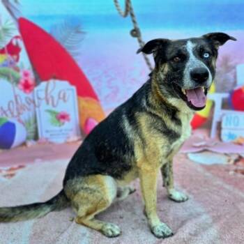 REESE -  German Shepherd Dog and Mixed Breed Dog for Adoption in Long Beach, California - REESE | PetCurious
