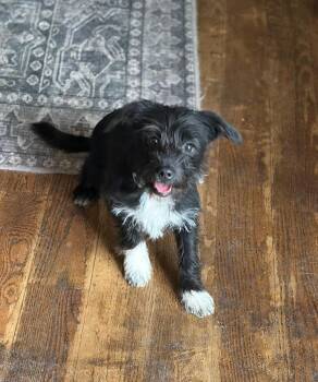 Terrier Dogs Available for Adoption in Parker, Colorado - Suzi Q | PetCurious