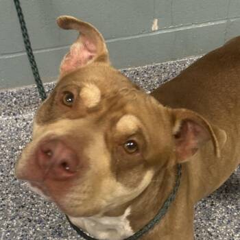 American Staffordshire Terrier Dogs Available for Adoption - Avril Lavigne | PetCurious