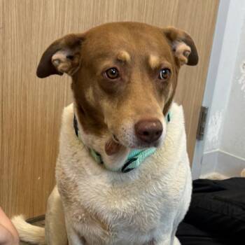Lottie -  Cattle Dog and Mixed Breed Dog for Adoption in Marshall, Texas - Lottie | PetCurious