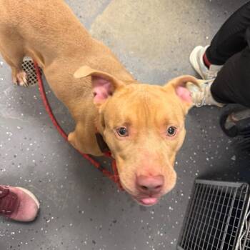 Athena -  Mixed Breed Dog for Adoption in Columbiana, Alabama - Athena | PetCurious