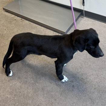 Mixed Breed Dogs Available for Adoption in Las Cruces, New Mexico - 106396 | PetCurious