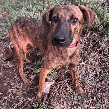 Rescue Plott Hound Dogs for Adoption in Bell Gardens, California - CHARLIE | PetCurious