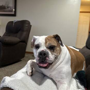 Bulldog Dogs Available for Adoption in Pittsburgh, Pennsylvania - Chika | PetCurious