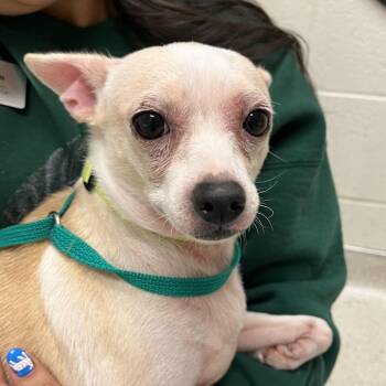 Chihuahua and Mixed Breed Dogs Available for Adoption in Murray, Utah - Paloma | PetCurious