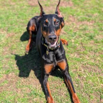 7934 Abby -  Doberman Pinscher Dog for Adoption in Sandown, New Hampshire - 7934 Abby | PetCurious