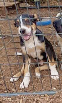 Dolce -  Australian Cattle Dog Blue Heeler and Border Collie Dog for Adoption in Fresno, California - Dolce | PetCurious