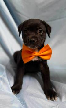 Damian -  Labrador Retriever Dog for Adoption in New York, New York - Damian | PetCurious