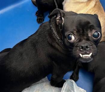 DARLA -  Mixed Breed Dog for Adoption in Dallas, Texas - DARLA | PetCurious